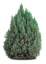 Small Evergreen Tree On White