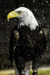 Bald eagle in the rain