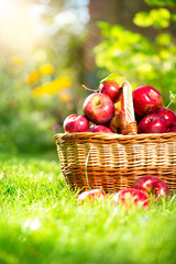 Poster - Organic Apples in the Basket. Orchard. Garden