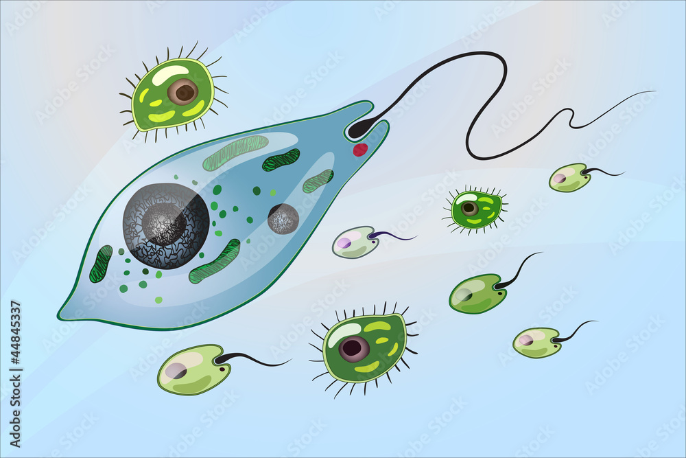 photo art print single celled organisms europosters single celled organisms