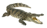 Fototapeta  - Crocodile isolated on white background