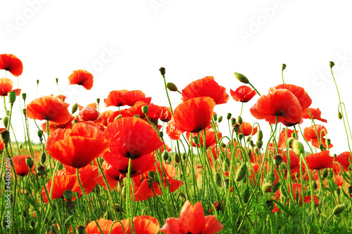 red poppy isolated on white background - 44852609