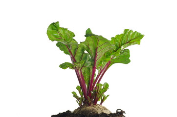 growing red beetroot