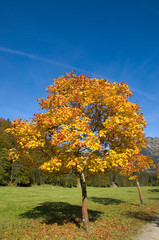 Canvas Print - Herbst