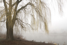 Weeping Willow With Misty Lake