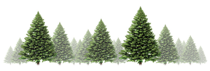 pine tree winter border