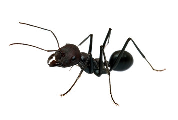 ant isolated on white background macro