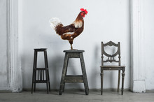 Rooster Sitting On A Chair In The Retro Interior.