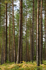  Scandinavian pine forest