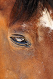 Fototapeta Konie - cheval
