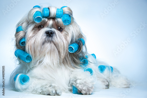 Fototapeta na wymiar Shih tzu dog