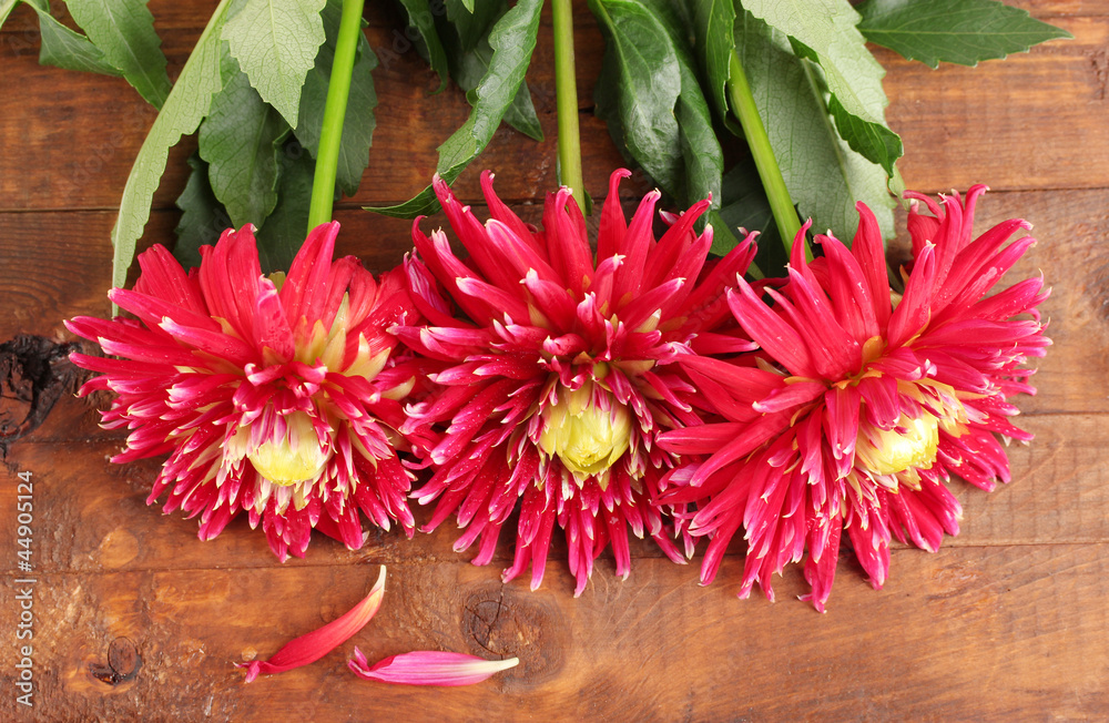 Beautiful red dahlias on wooden background close-up