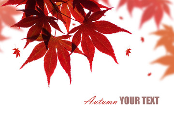 Wall Mural - Beautiful red maple branch isolated on white with falling leaves