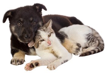 puppy and cat