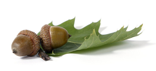 Brown acorns relating to oaken leaves