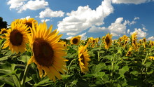 Close Up Of Vivid Sunflowers And Blue Sky With Puffy Clouds