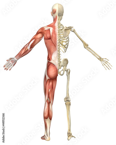 Obraz w ramie Male Muscular Skeleton Split Rear View