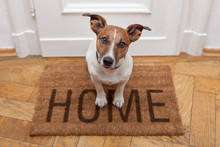 Dog Welcome Home Entrance