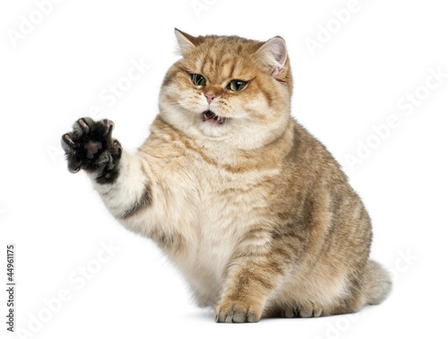 Golden Shaded British Shorthair 7 Months Old Buy This Stock