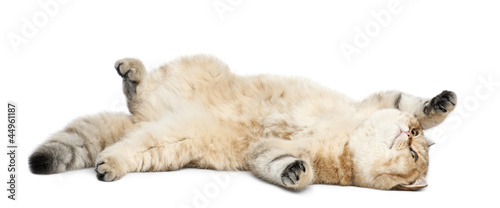 Golden Shaded British Shorthair 7 Months Old Buy This Stock