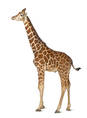 Wall Mural - Somali Giraffe, commonly known as Reticulated Giraffe