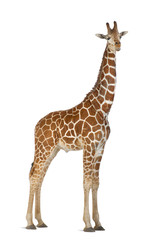 Wall Mural - Somali Giraffe, commonly known as Reticulated Giraffe