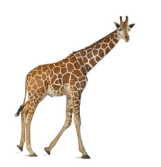 Wall Mural - Somali Giraffe, commonly known as Reticulated Giraffe