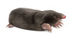 European Mole, Talpa europaea
