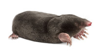 European Mole, Talpa Europaea