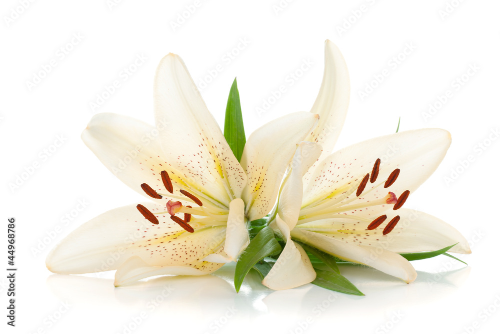 Two white lily - obrazy, fototapety, plakaty 