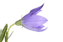 Flower And Leaves Of A Balloon Flower On White