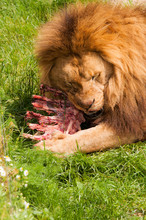 Lion Eating Some Bones