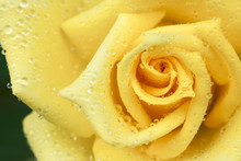 Close Up Of A Yellow Rose