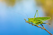 Long Horned Grasshopper - Tettigoniidae or Katydids