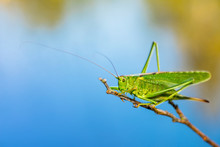 Long Horned Grasshopper - Tettigoniidae Or Katydids