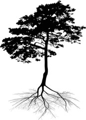 Wall Mural - black pine tree with root