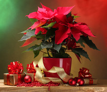 Beautiful Poinsettia In Flowerpot, Gifts And Christmas Balls