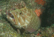 Close up of a Graysby Grouper.