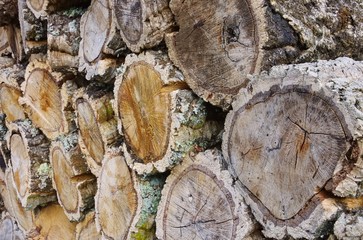 Poster - Holzstapel Korkeiche - stack of wood from cork oak 02