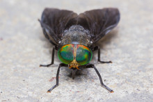 Close Up Of Horse Fly