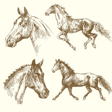 Hand Drawn Horses