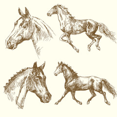 hand drawn horses