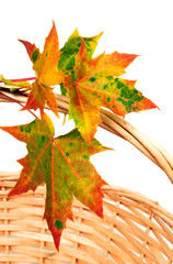 Wall Mural - colorful autumn leaves hanging on the basket