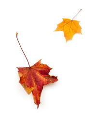 Wall Mural - Fall leaves.