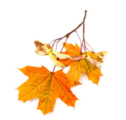maple branch with seeds and leaves