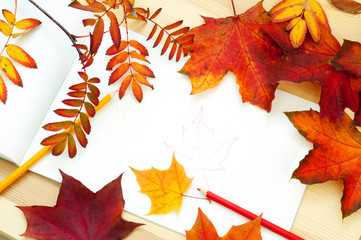 Wall Mural - Fall leaves. Autumn leaves of maple
