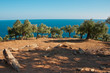 Olive trees against sea background in Thassos