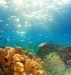 Wall Mural - exciting underwater panorama