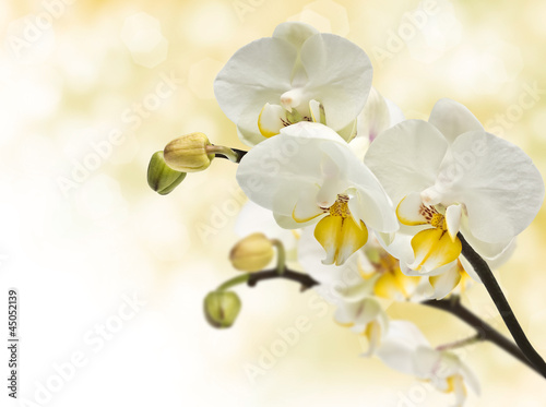 Plakaty Storczyki  galazka-kwitnacych-orchidei-w-zarodku