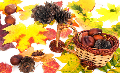 Wall Mural - Fall leaves. Autumn leaves of maple